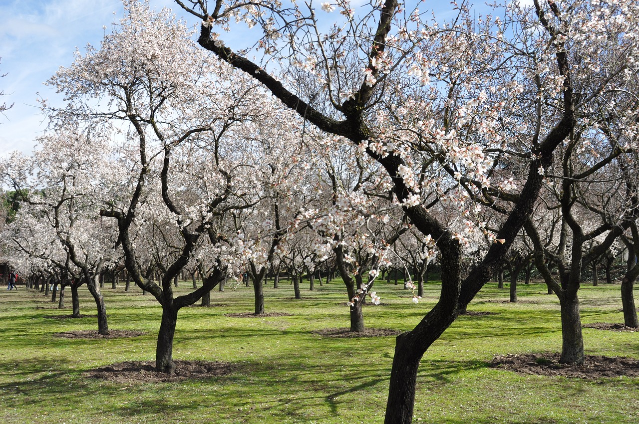 almond trees, flowers, spring
