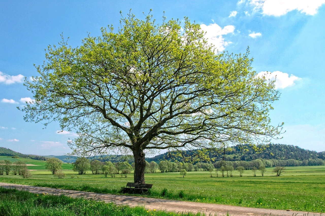 tree spring green leaves landscape 4876602